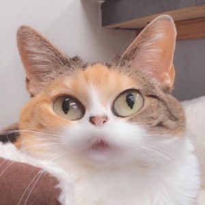 Meet your Posher, Celia